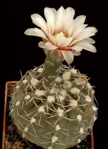 Gymnocalycium_kieslingii